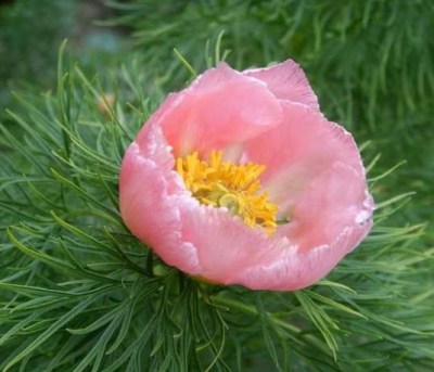 tenuifolia rosea upr